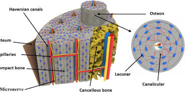 <ul><li><p>dense, outer layer of bone that supports body weight (compact)</p></li><li><p>made of osteons with cylindrical osteon layers called lamellae</p></li><li><p>has haversian canals at the center of osteons with blood vessels for nutrient supply - run vertically</p></li><li><p>has Volkmann's canals with blood vessels connecting Haversian systems to periosteum - run horizontaly</p></li></ul><p></p>