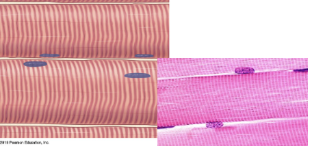 <p>what main tissue type AND specific type?</p>