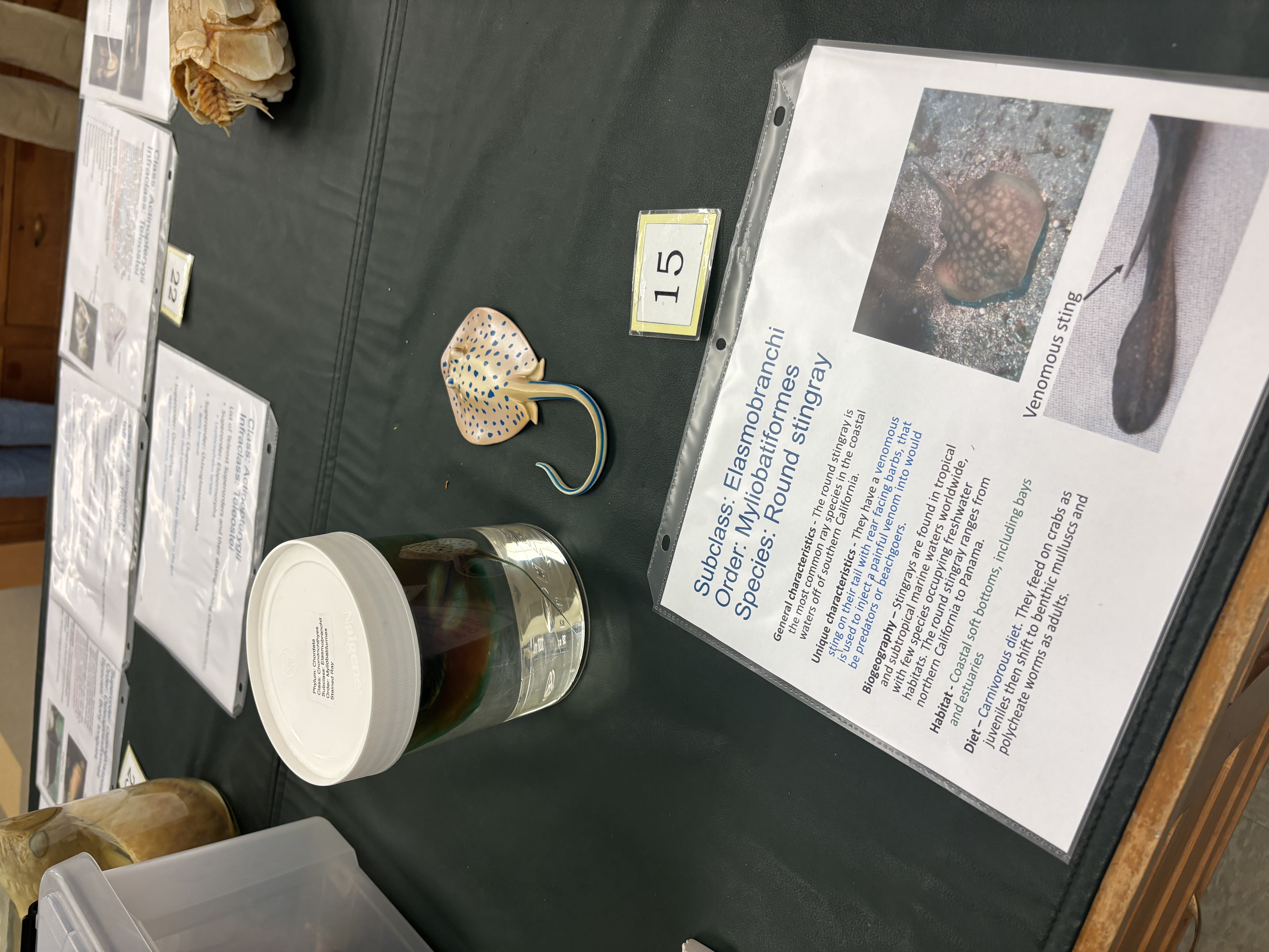 <p>Myliobatiformes -Rays</p><p>Round rays</p><p>What adaptations do they have to protect themselves from predators</p>
