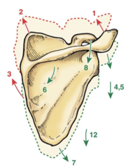 <p>The scapular into the red is...</p>