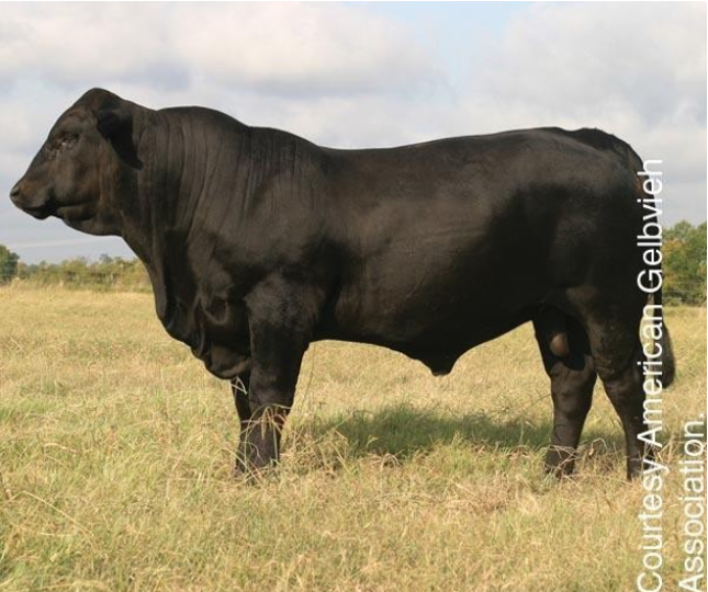 <p>Developed from yello breeds; pure black with flat-heads; lumpy necks; good milking ability; good quality carcass; unregistered</p>