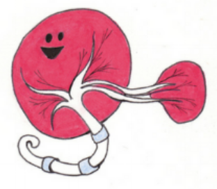 <p>type of placenta?</p>