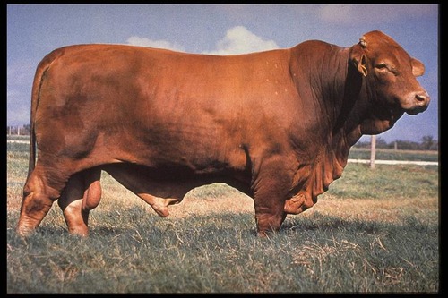 <p>American beef breed developed in Colorado in the 1930s.</p>