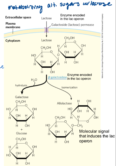 <p>Lactose is used as an energy source. Uses beta-galactosidase to break it down (encoded by the lac operon)</p>