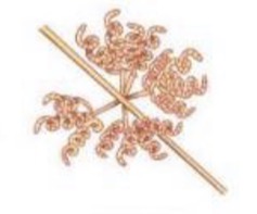 <p>What streptomyces spore-bearing structure is this?</p>