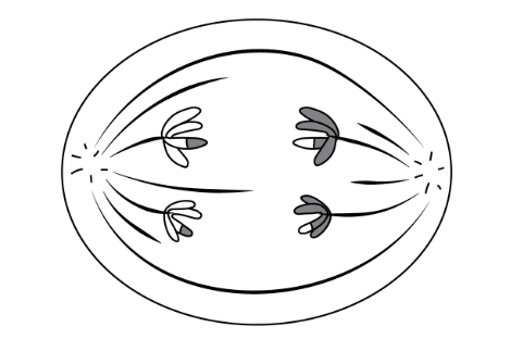 <p>In anaphase I of meiosis, cohesion between the centromeres of sister chromatids is maintained while homologous chromosomes migrate to opposite poles of the cell along the meiotic spindle as represented in Figure 1.</p><p class="stem_paragraph">A compound that prevents the separation of the homologous chromosomes in anaphase I is being studied. Which of the following questions can be best answered during this study?</p><p>A) Will the cells produced at the end of meiosis still be genetically identical to each other in the presence of this compound?</p><p>B) Will the long-term development of the individual be affected by this meiotic error?</p><p>C) When do the centrosomes start to move apart during meiosis I as compared to meiosis II ?</p><p>D) Is there a pattern to the movement of homologous chromosomes in the presence of this compound?</p>