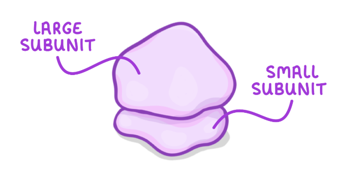 <p>Ribosomes</p>