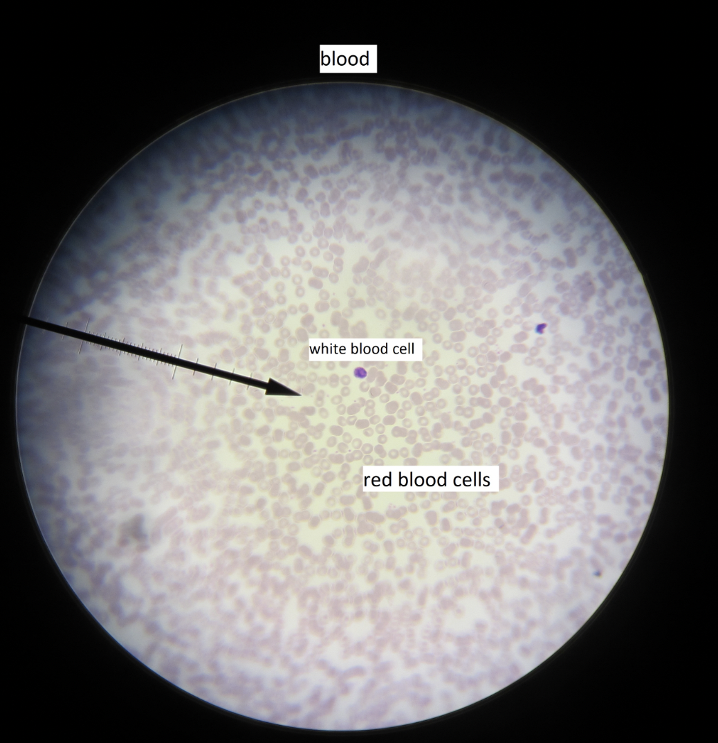 <p>blood cells, transports oxygen</p>