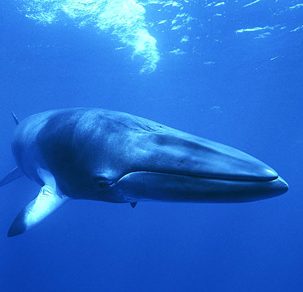 <p>Order Cetacea</p><p>Suborder Mysticeti</p><p>Family Balaenopteridae</p><p><em>Balaenoptera acutorostrata</em></p><ul><li><p>aka</p></li><li><p>describe body shape and color</p></li><li><p>how many subspecies</p></li><li><p>where does it live</p></li><li><p>IUCN</p></li></ul><p></p>
