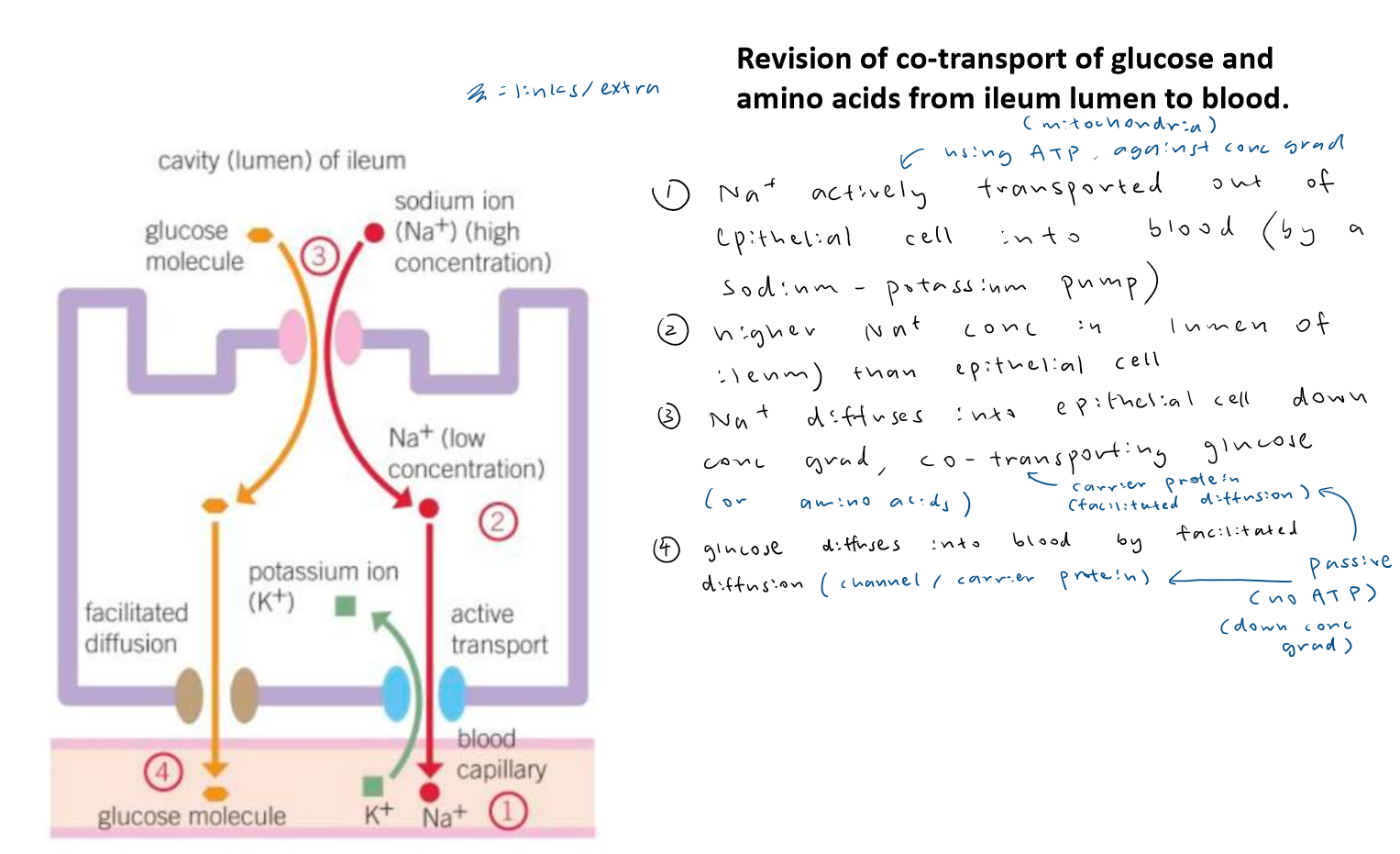 knowt flashcard image