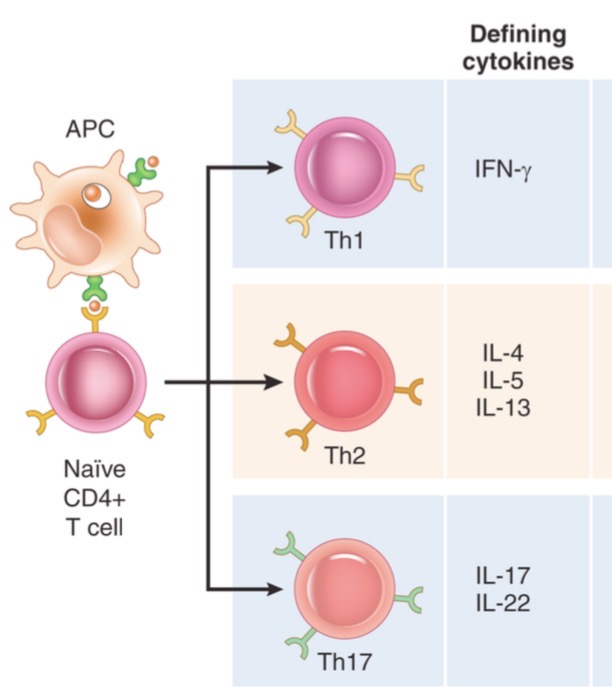 <ul><li><p>Th1- isskiria IFN-gama</p></li><li><p>Th2 - IL-4, IL-5, IL-13</p></li><li><p>Th17 - IL-17, IL-22</p></li></ul><p></p>