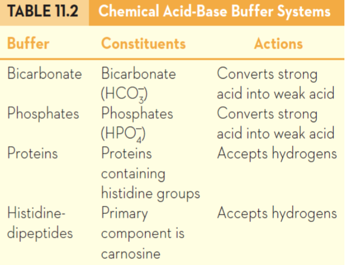<p>Buffers release H+ ions when pH is high and accept H+ when pH is low</p><ul><li><p>intracellular </p><ul><li><p>proteins (carnosine) and bicarbonate </p></li></ul></li><li><p>blood (extracellular)</p><ul><li><p>bicarbonate and phosphates </p></li></ul></li></ul><p></p><p></p>