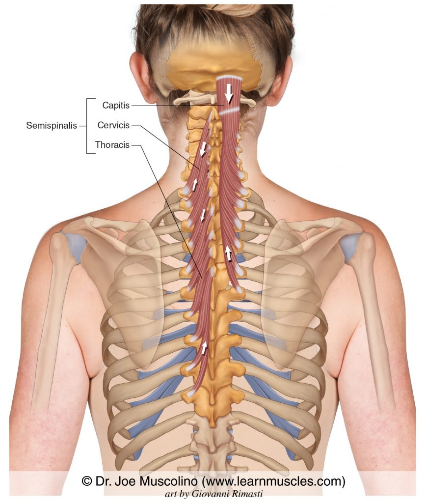 <ul><li><p>consists of 5 fasicles bridging over 5-6 vertebral levels between the transverse and spinous processes of certain cervical and thoracic vertebrae</p></li><li><p>supports the same movements at the head and neck as semispinalis capitis and cervicis</p></li></ul><p></p><p>origin → transverse processes of vertebrae T6-T10</p><p>insertion → spinous processes of vertebrae C6-T4</p><p>action → bilateral contraction extends the head, cervical and thoracic spine; unilateral contraction laterally flexes the head, cervical and thoracic spine (ipsilateral) and rotates the head, cervical and throacic spine (contralateral)</p><p>innervation → medial branches of the posterior rami of spinal nerves</p><p>blood supply → dorsal branches of posterior intercostal arteries</p>
