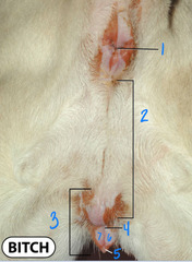 <p>What is 4?</p>