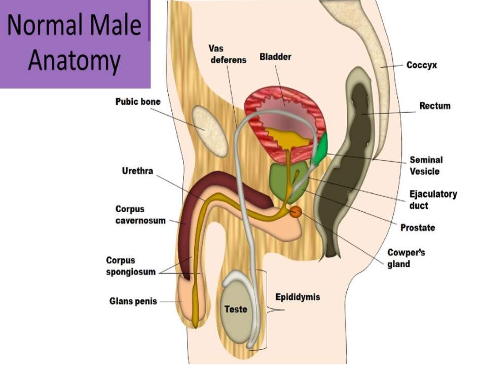 <p>A. ejaculatory duct</p>