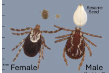 <p>What is the Common name of this tick?</p>