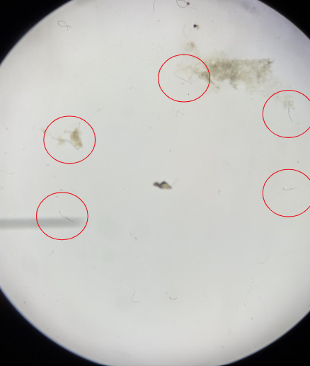 <p>K, Clade, P, Genus?</p>