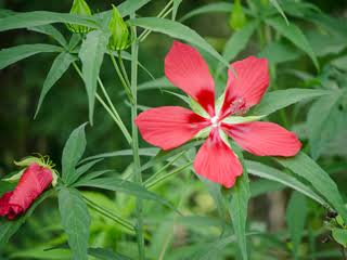 <p>broad open flowers with scarlet color</p><p>perfect flower</p><p>deeply incised, almost palmately compound leaves with serrated margin</p>
