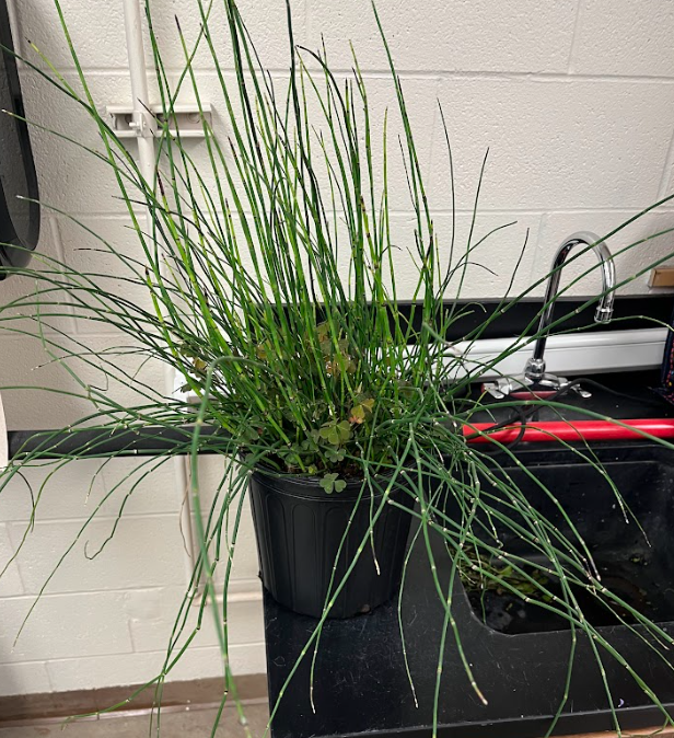 <ul><li><p>highly reduced foliage</p></li><li><p>no flowering</p><ul><li><p>only green stem</p></li></ul></li></ul><p></p>