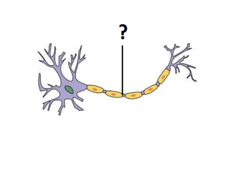 <p>transmits action potential away from cell body</p>