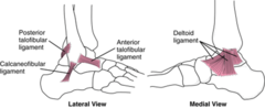 <p>Syndesmotic Joint: 2 bones and 4 ligaments (fibrous joint linked by network of ligaments)</p>
