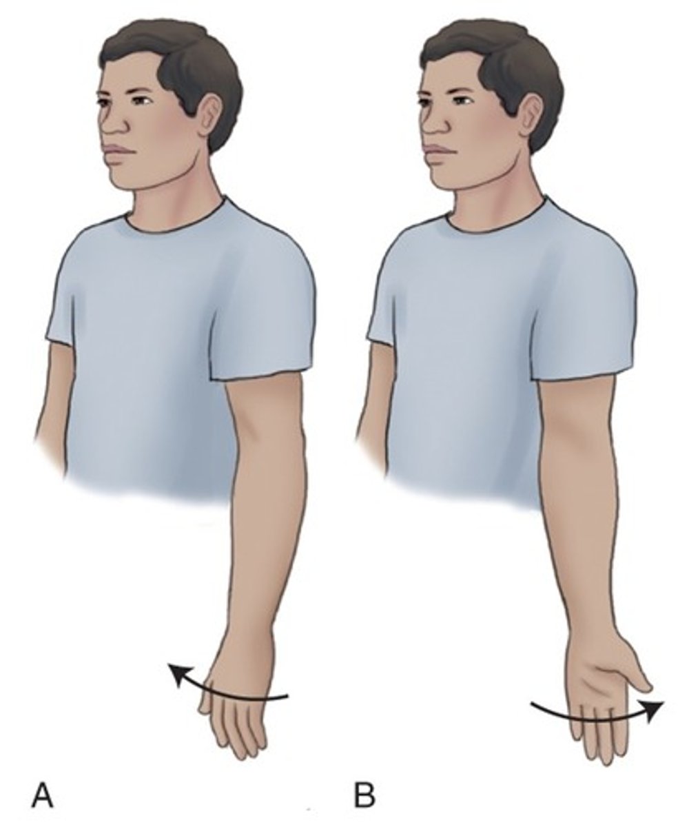 <p>rotation towards the midline of the body vs away</p>