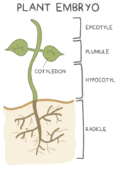 <p>hypocotyl</p>