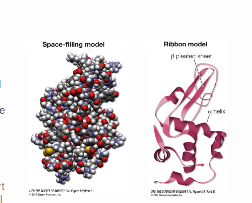 <p>What is lysosome, how it is structured and what is its function?</p>