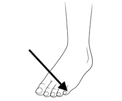 <p>"fifth toe" in latin</p>