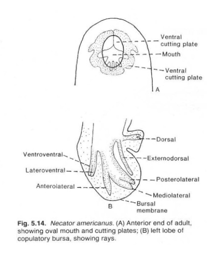 <p>Necator americanus Adult Anatomy</p>