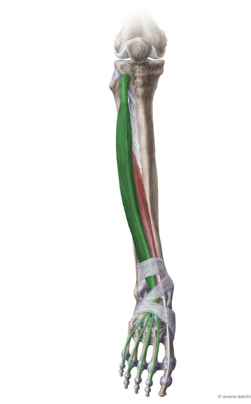 <p>Origin: lateral condyle of the tibia, proximal three-fourths of the anterior surface of the fibula, and the interosseous membrane</p><p>Insertion: dorsal surface of the phalanges of the second through fifth toes</p><p>Action: dorsiflexes and everts the foot, extends the toes</p><p>Nerve root: deep peroneal (L5, S1)</p>