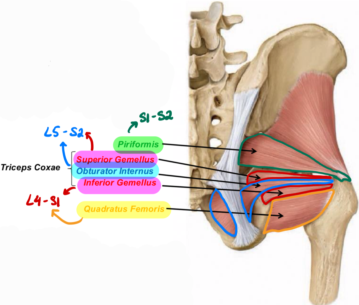 <p>Innervation: L4-S1</p><p>Action: Thigh lateral rotation</p>