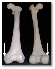 <p>Identify</p>