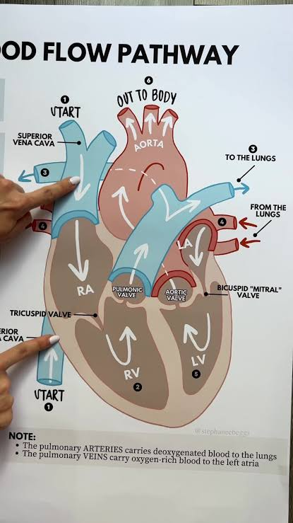 Blood travels from the body through the vena cava to the right atrium, right ventricle and pulmonary artery, then to the lungs. It returns through the pulmonary vein to the left atrium and left ventricle, then leaves through the aorta. Valves prevent backflow; the left ventricle has a thicker wall.