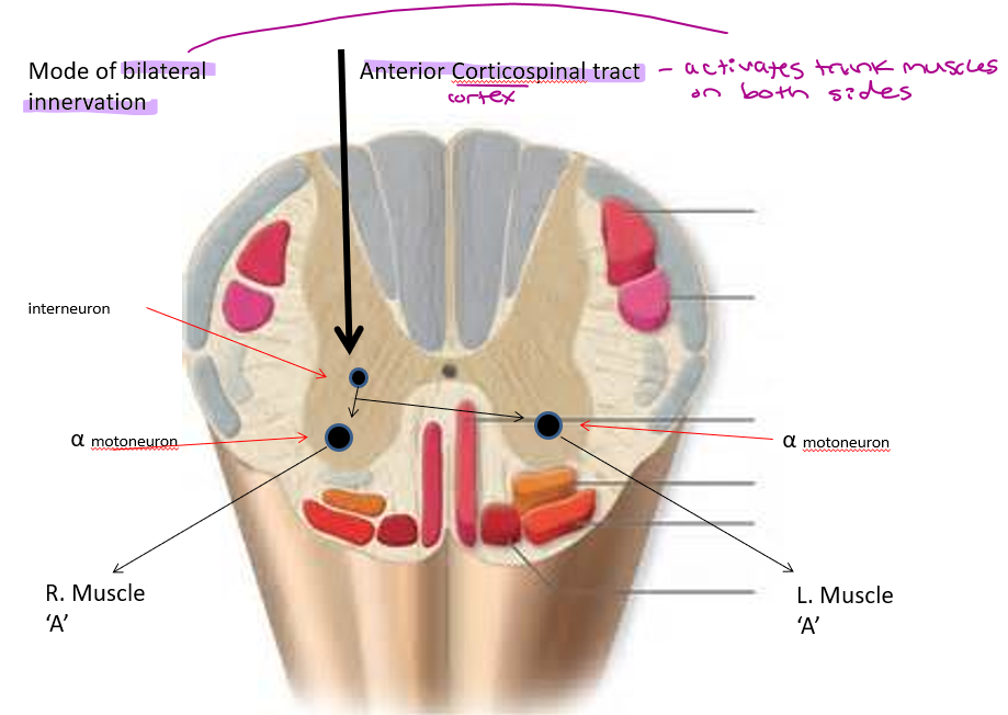 <p>Anterior/ventral Corticospinal Tract (Bilateral control)</p>