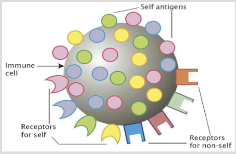 <p><span style="background-color: inherit; line-height: 20.7px; color: windowtext;">Non-self antigens are antigens that the immune system reads as ‘foreign’/ not belonging to that individual - If a non-self antigen is recognised within the body, the immune system is activated and attempts to eliminate it</span><span style="line-height: 20.7px; color: windowtext;"> </span></p><p class="Paragraph SCXO210696617 BCX0" style="text-align: left;"><span style="line-height: 20.7px; color: windowtext;"> </span></p><p class="Paragraph SCXO210696617 BCX0" style="text-align: left;"><span style="background-color: inherit; line-height: 20.7px; color: windowtext;">The plasma membrane of immune cells has: </span><span style="line-height: 20.7px; color: windowtext;"> </span></p><p class="Paragraph SCXO210696617 BCX0" style="text-align: left;"><span style="background-color: inherit; line-height: 20.7px; color: windowtext;">1. Self-antigens that identify the immune cell as ‘self’</span><span style="line-height: 20.7px; color: windowtext;"> </span></p><p class="Paragraph SCXO210696617 BCX0" style="text-align: left;"><span style="background-color: inherit; line-height: 20.7px; color: windowtext;">2. Receptors for self-antigens so that the immune cell can identify self-cells </span><span style="line-height: 20.7px; color: windowtext;"> </span></p><p class="Paragraph SCXO210696617 BCX0" style="text-align: left;"><span style="background-color: inherit; line-height: 20.7px; color: windowtext;">3. Receptors for foreign antigens so that the immune cell can identify non-self-cells and signal other immune cells to destroy it</span><span style="line-height: 20.7px; color: windowtext;"> </span></p><p class="Paragraph SCXO210696617 BCX0" style="text-align: left;"></p>