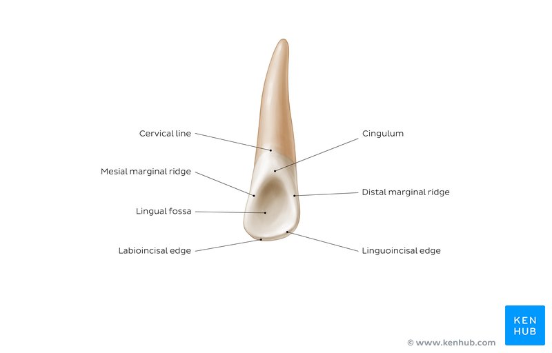 <p>apical</p>