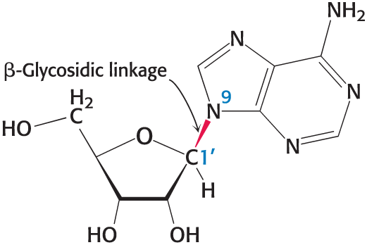 <p>A nucleotide is a building block of nucleic acids composed of a sugar, a phosphate group, and a nitrogenous base, whereas a nucleoside consists only of the sugar and nitrogenous base, without the phosphate group</p>