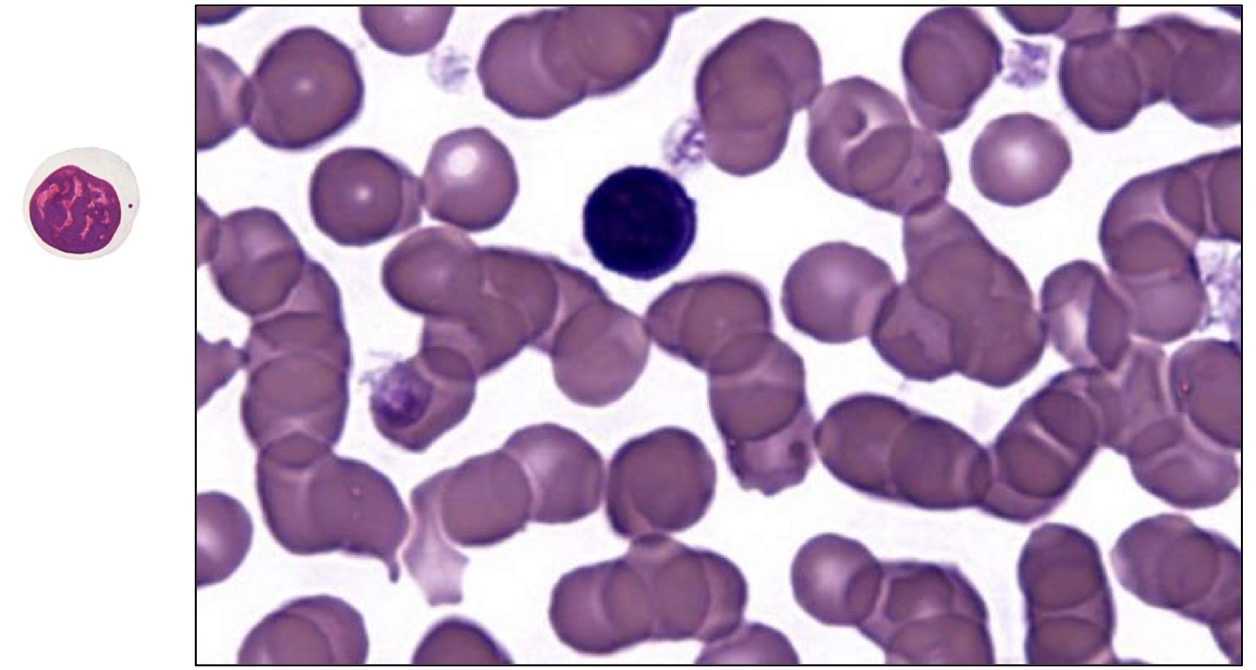 <p>What cell type is this? </p>