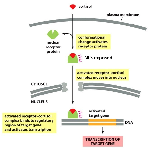 <p><span style="line-height: 107%;"><strong>Hydrophobic </strong>signaling molecules cross plasma membrane and activate intracellular receptors. This usually results in <strong>changes in gene expression</strong> leading to a slower response.</span></p><p><span style="line-height: 107%;">Example: cortisol.</span></p>