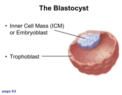 <p>The group of cells in a blastocyst that develops into the embryo.</p>