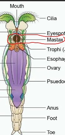 <p>mastax</p>