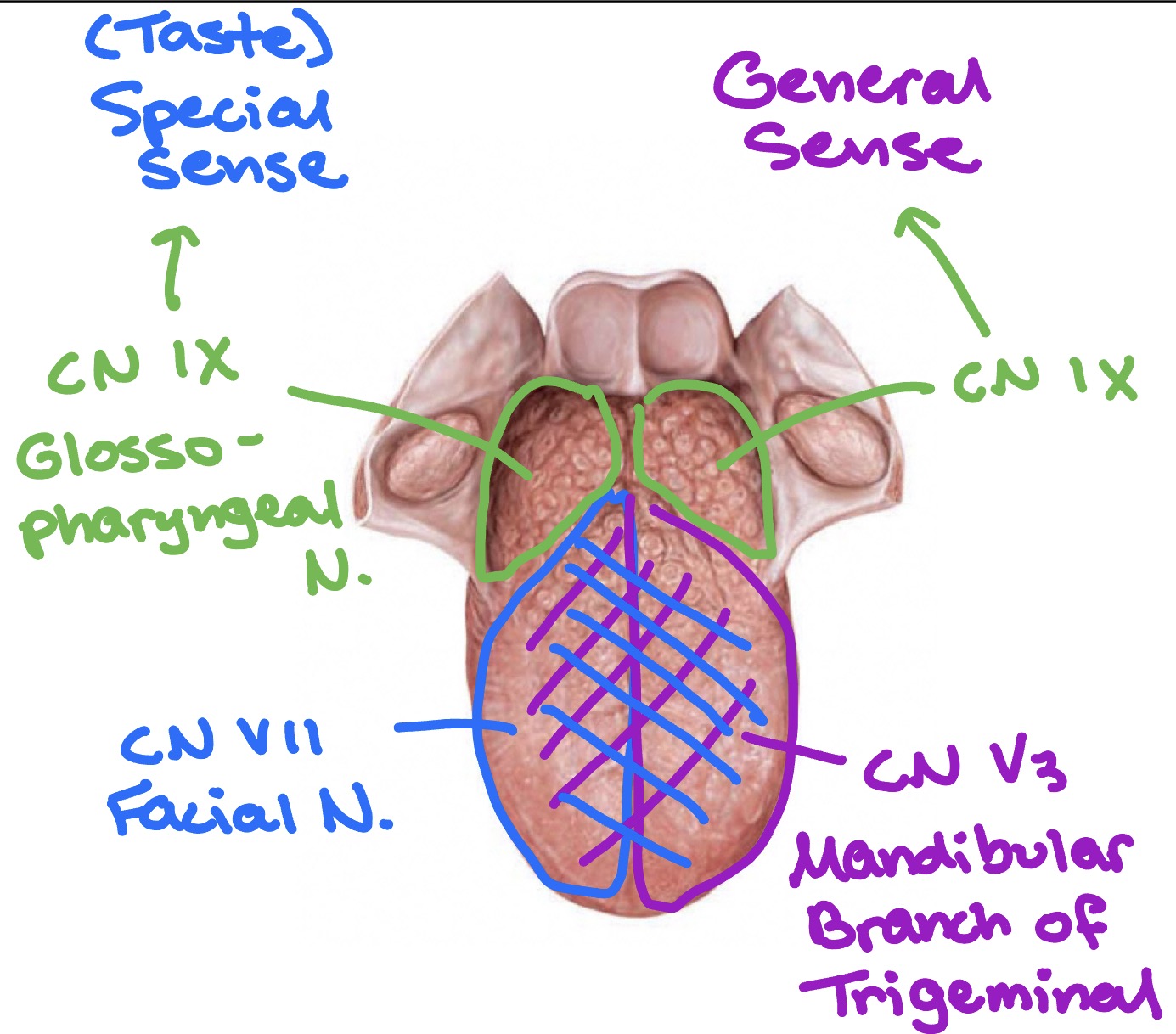 <ul><li><p>Anterior 1/3 of tongue:</p><ul><li><p>Special sense (taste): facial nerve (CN Vll)</p></li><li><p>General sense: mandibular branch of trigeminal nerve (CN V<sub>3</sub>)</p></li></ul></li><li><p>Posterior 1/3 of tongue:</p><ul><li><p>Special sense (taste): glossopharyngeal nerve (CN lX)</p></li><li><p>General sense: glossopharyngeal nerve (CN lX)</p></li></ul></li></ul><p></p>