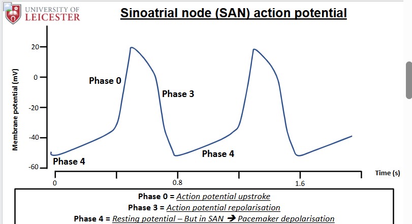 <p>There is no stable m.p. </p><p>Action Potential happens in 3 parts </p><ul><li><p>Phase 4 → depolarisation (relationship between depolarising current and K+ efflux) </p></li><li><p>Phase 0 → L type Ca2+ influx </p></li><li><p>Phase 3 → K+ efflux </p></li></ul><p></p>