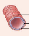 <p>Arterioles</p>