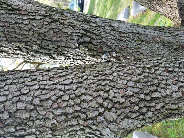 <p>A Flowering Dogwood Tree (opposite, oval leaf, bark is alligator skin-like, fruit is bright red)</p>
