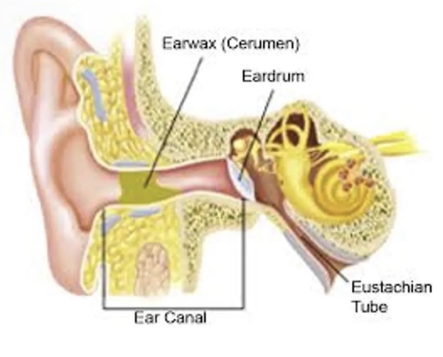 <ul><li><p>Found in the ear (earwax). </p></li><li><p>Provides a physical barrier to pathogens entering the body.</p></li></ul><p></p>