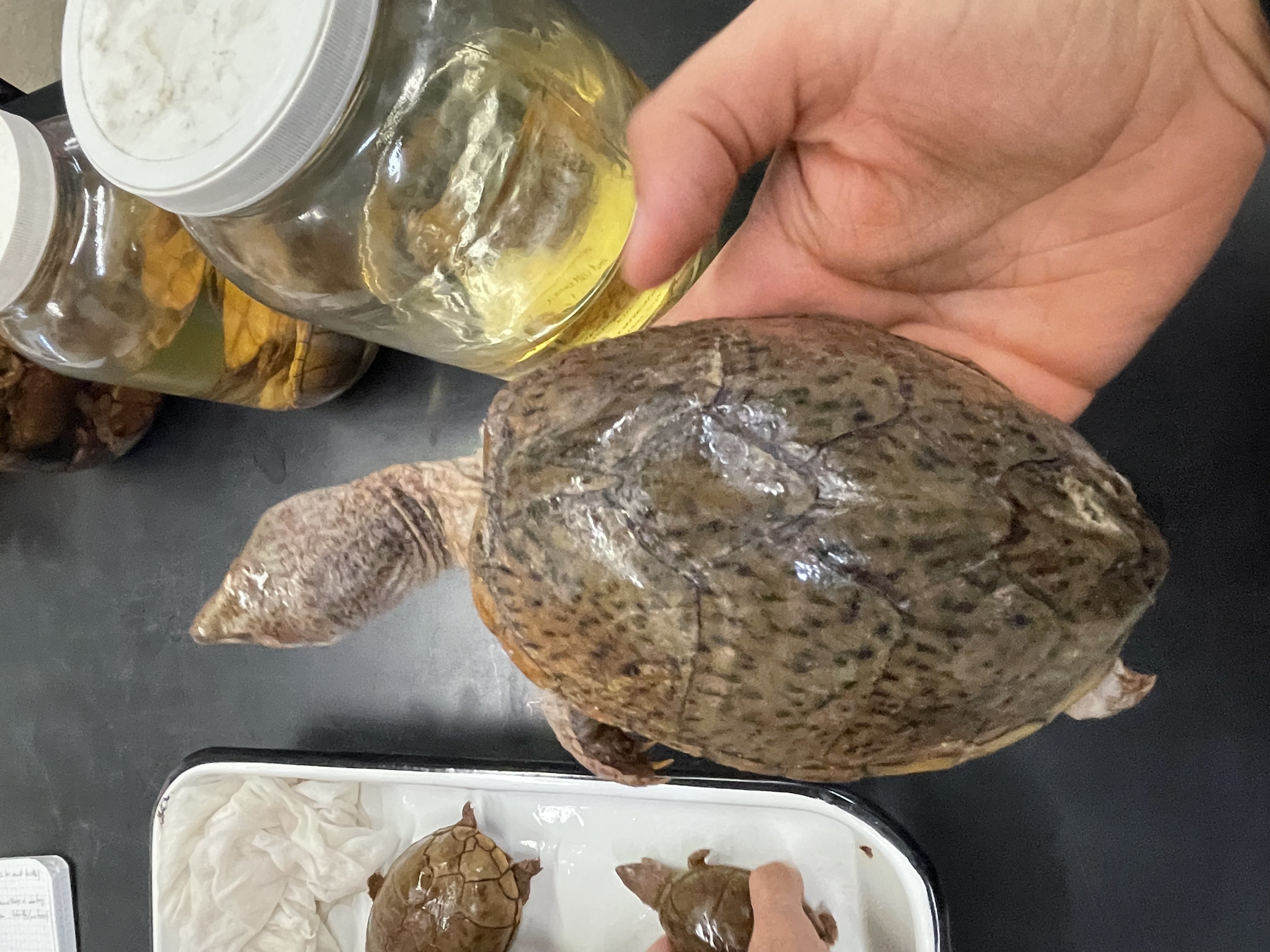 <p>Genus and species</p><p>Rectangular pectoral scutes</p>