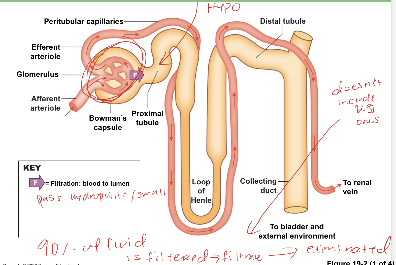 <ul><li><p>blood to lumen</p></li><li><p>pass hydrophilic/ small</p></li><li><p>90% of fluid is filtered → filtrate (not including bigger particles) → eliminated </p></li><li><p>Hypo</p></li></ul><p></p>