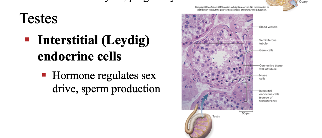 <p>interstitial (leydig) endorcine cells</p><p></p><p>sex drive, sperms</p>